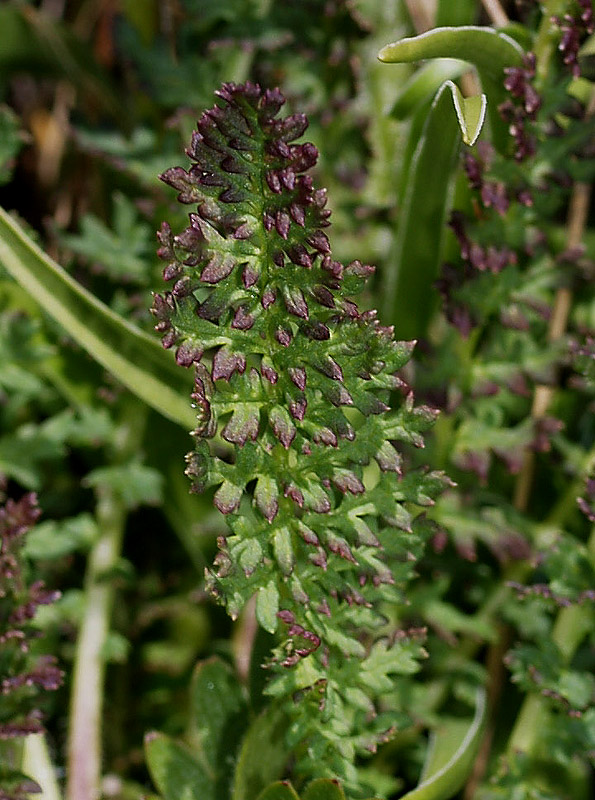 Pedicularis rosea